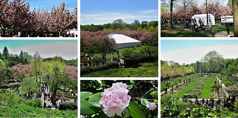 Brooklyn Botanical garden 2 (2)